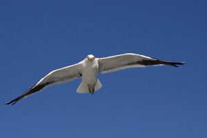 Black-backed Gull