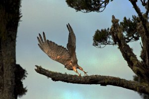 Australasian Harrier (Kahu)