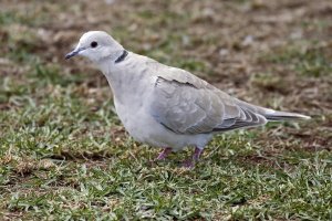 Barbary Dove