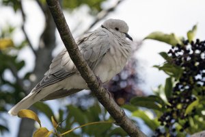 Barbary Dove