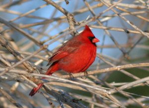 Cardinal