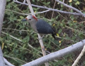 Golden-fronted woodpecker (Yucatan subspecies)
