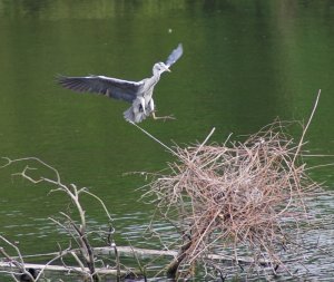 Heron with Gear Down for Landing