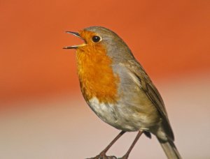 Portrait of a Robin