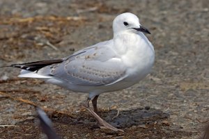 Black-billed Gull