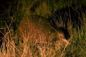 Brown Kiwi