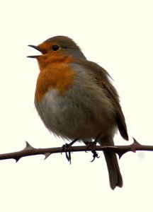 Another noisy robin!