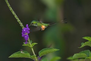 Rufous-booted Racket-tail (male)