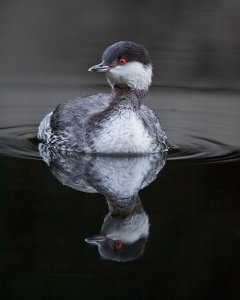 Slavonian Grebe