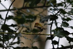 Firecrest