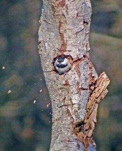 Black -capped Chickadee