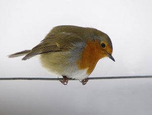 Robin in the fog.