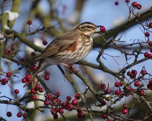 Redwing