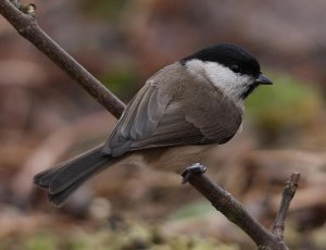 Marsh Tit