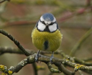 Blue Tit