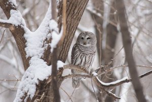 Barred Owl in Minnesota