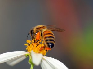 Bee at work