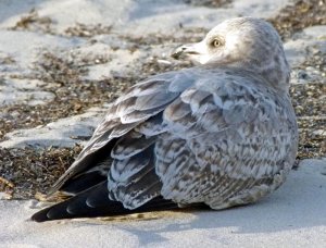 Ring-billed Gull immature