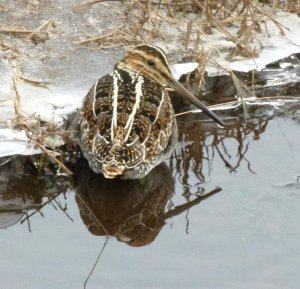 Common Snipe on Frozen Cranberry Bog