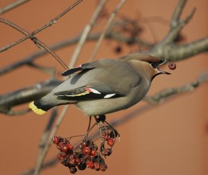 Waxwing