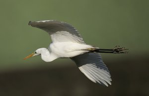 Great White Egret