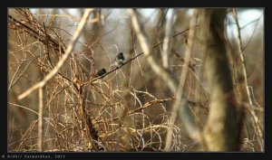 Dark-eyed Juncos