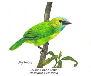 Golden-naped Barbet
