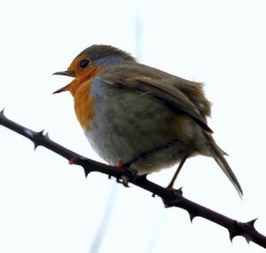 On a dull day in Hampshire, a robin sings!