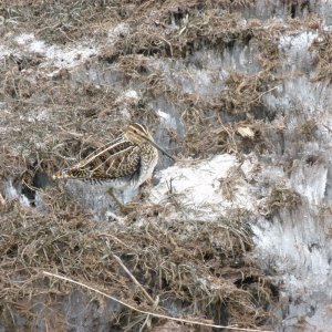 Common Snipe