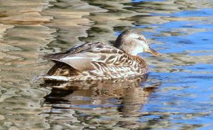 Mallard Hen Sitting Pretty