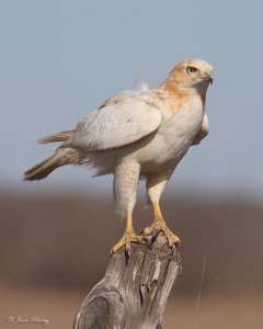 Leucistic Red-tailed Hawk (Buteo jamaicensis)