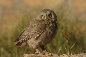 Pallid Scops Owl