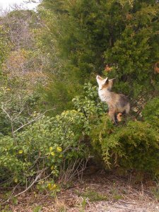 The Bird Watcher