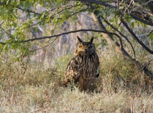 Indian Eagle Owl