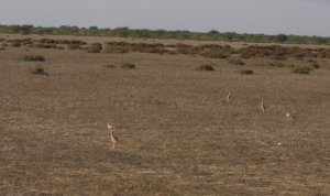 Cream coloured courser with habitat