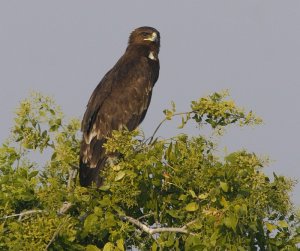 Greater Spotted Eagle