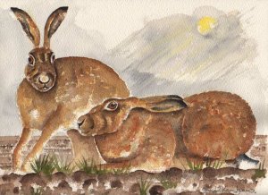 Brown Hares.