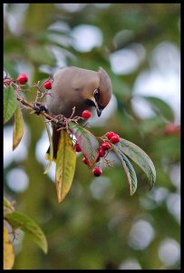 Bohemian Waxwing