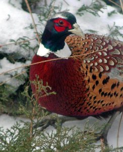 Ring-necked Pheasant