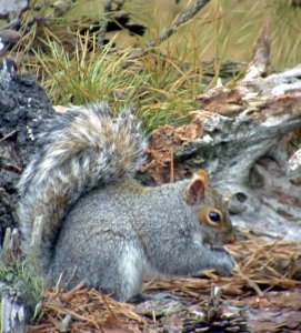 Camouflaged Eastern Gray Squirrel