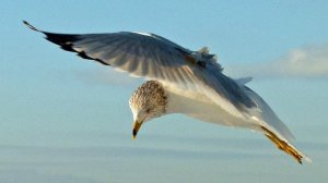 Picking a Landing - Ringed-billed gull