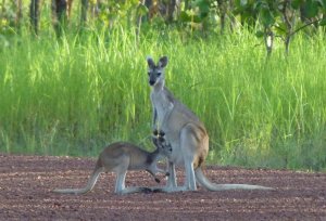 Antilopine Wallaroos