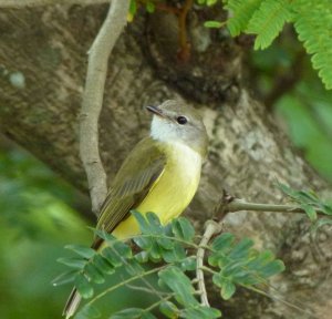 Lemon-bellied Flycatcher