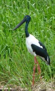 Black-necked Stork