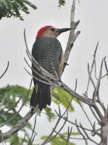 Yucatan Woodpecker