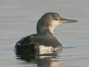 Black-throated Diver