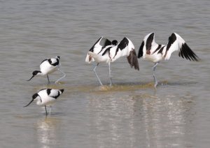 The Avocet Hokey-Cokey