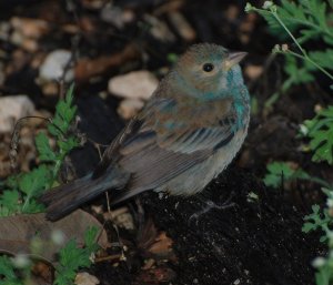 Indigo Bunting