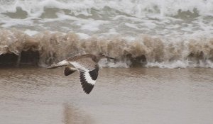 Willet in Flight