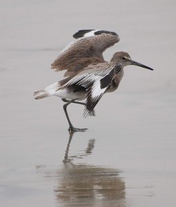 Willet